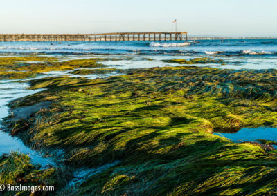 Ventura Pier with tidepools grass
