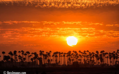 Sunset framed by Palms