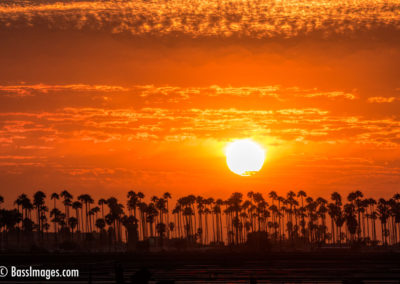 sun sets against row of palm trees